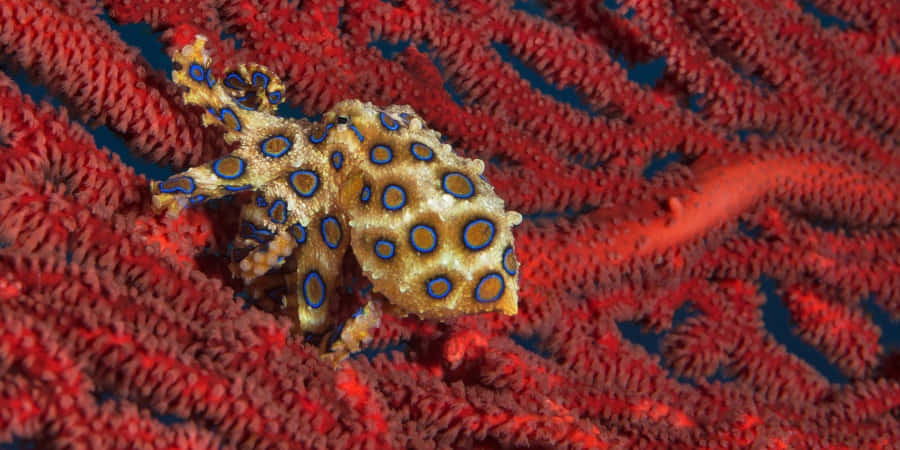 Blue Ringed Octopus Camouflage Wallpaper