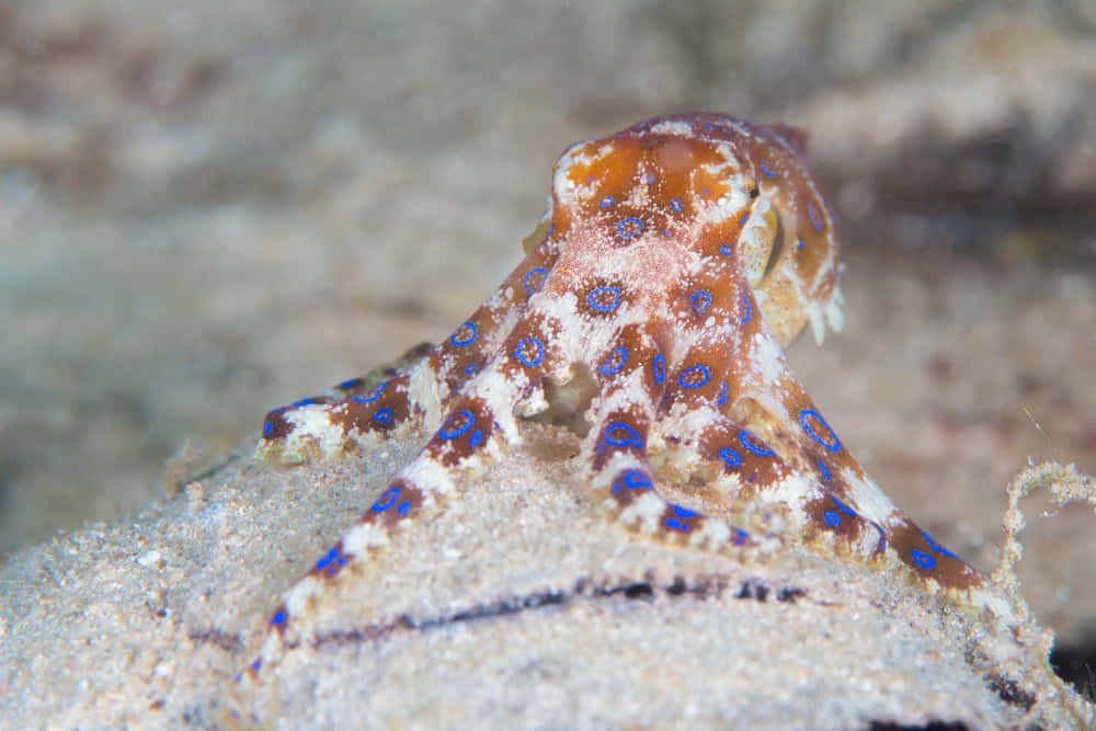 Blue Ringed Octopus Camouflage Wallpaper