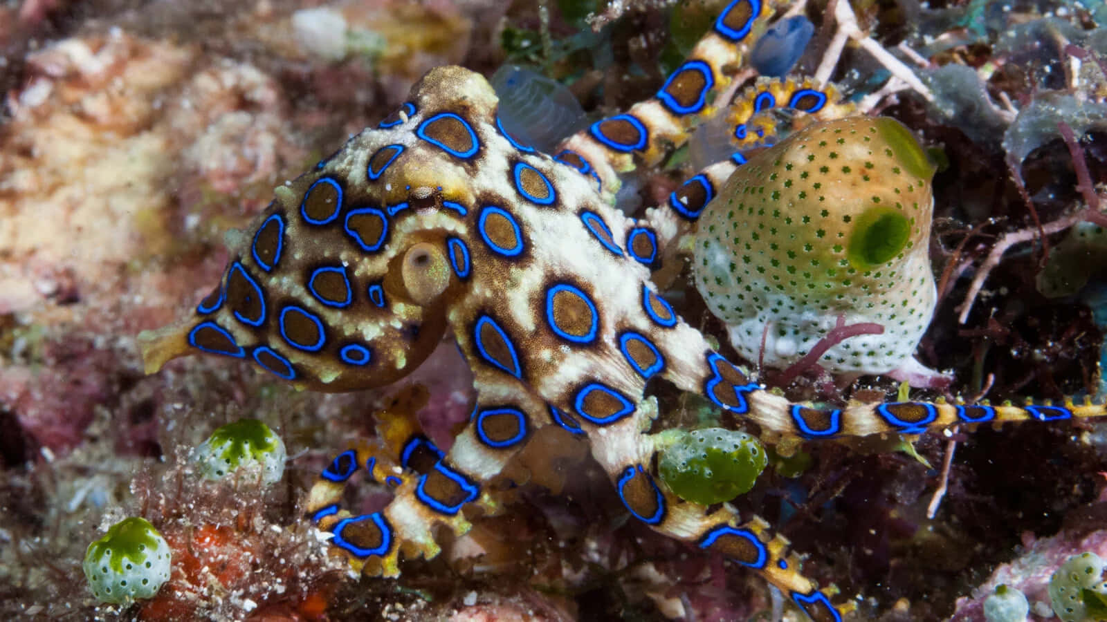 Blue Ringed Octopus Camouflage Wallpaper