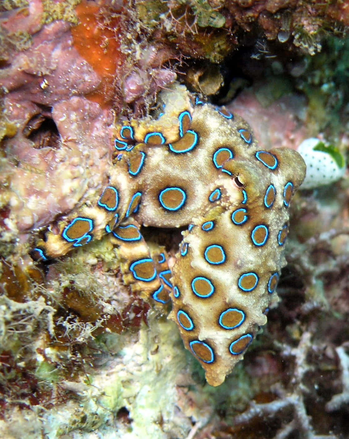 Blue Ringed Octopus Camouflage Wallpaper