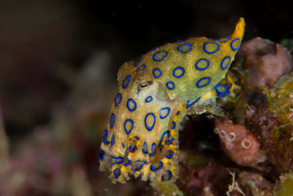 Blue Ringed Octopus Camouflage Wallpaper