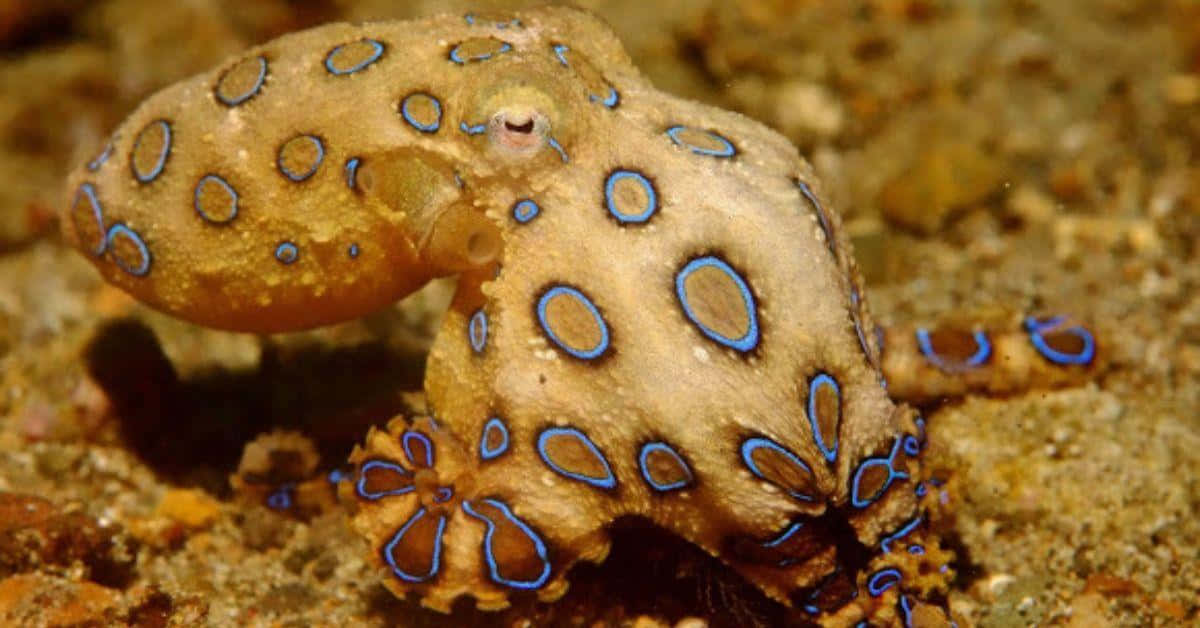 Blue Ringed Octopus Camouflage Wallpaper