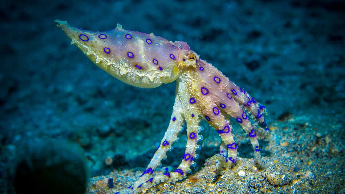 Blue Ringed Octopus Camouflage Wallpaper