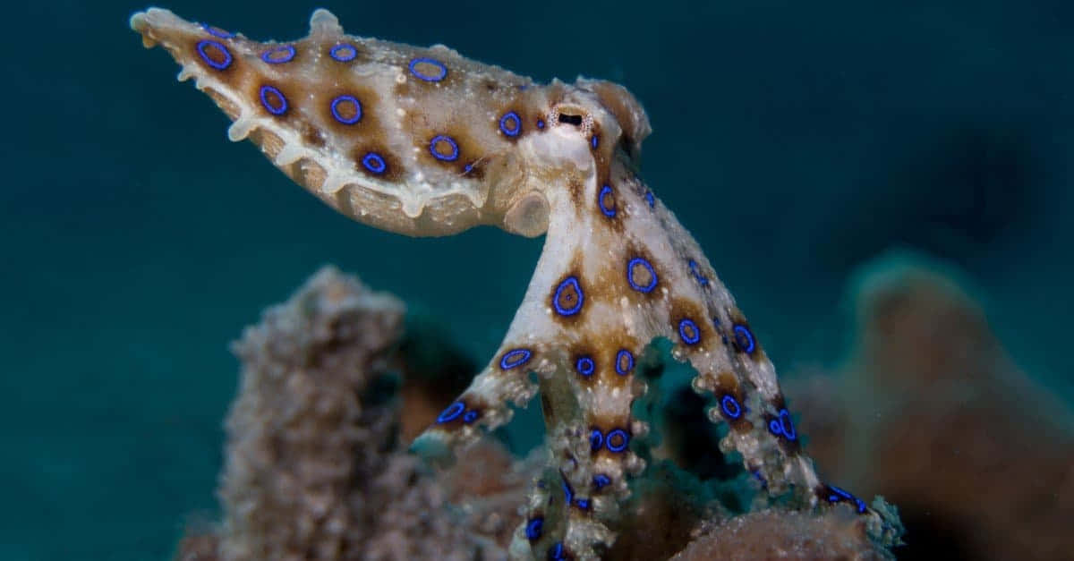 Blue Ringed Octopus Camouflage Wallpaper