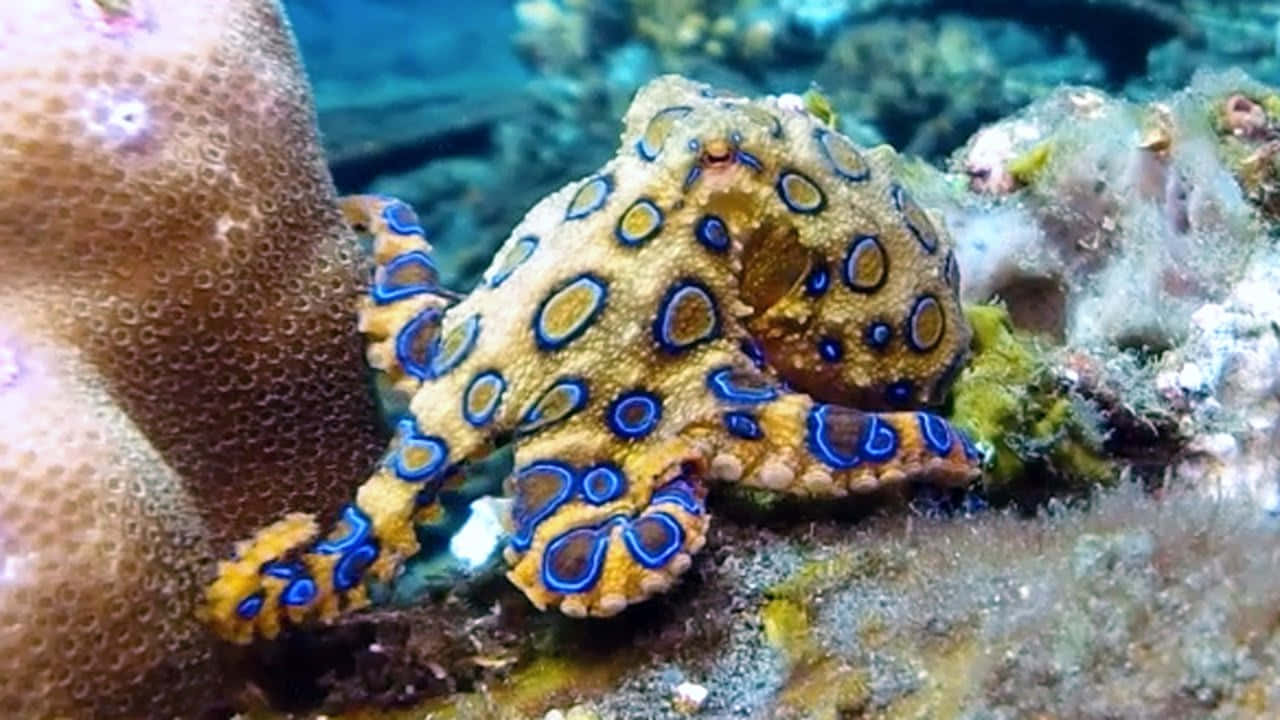 Blue Ringed Octopus Camouflage Wallpaper