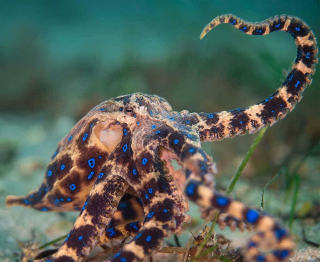 Blue Ringed Octopus Camouflage Wallpaper