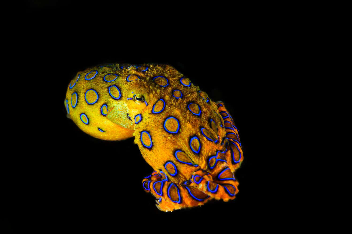 Blue Ringed Octopus Displaying Warning Colors Wallpaper