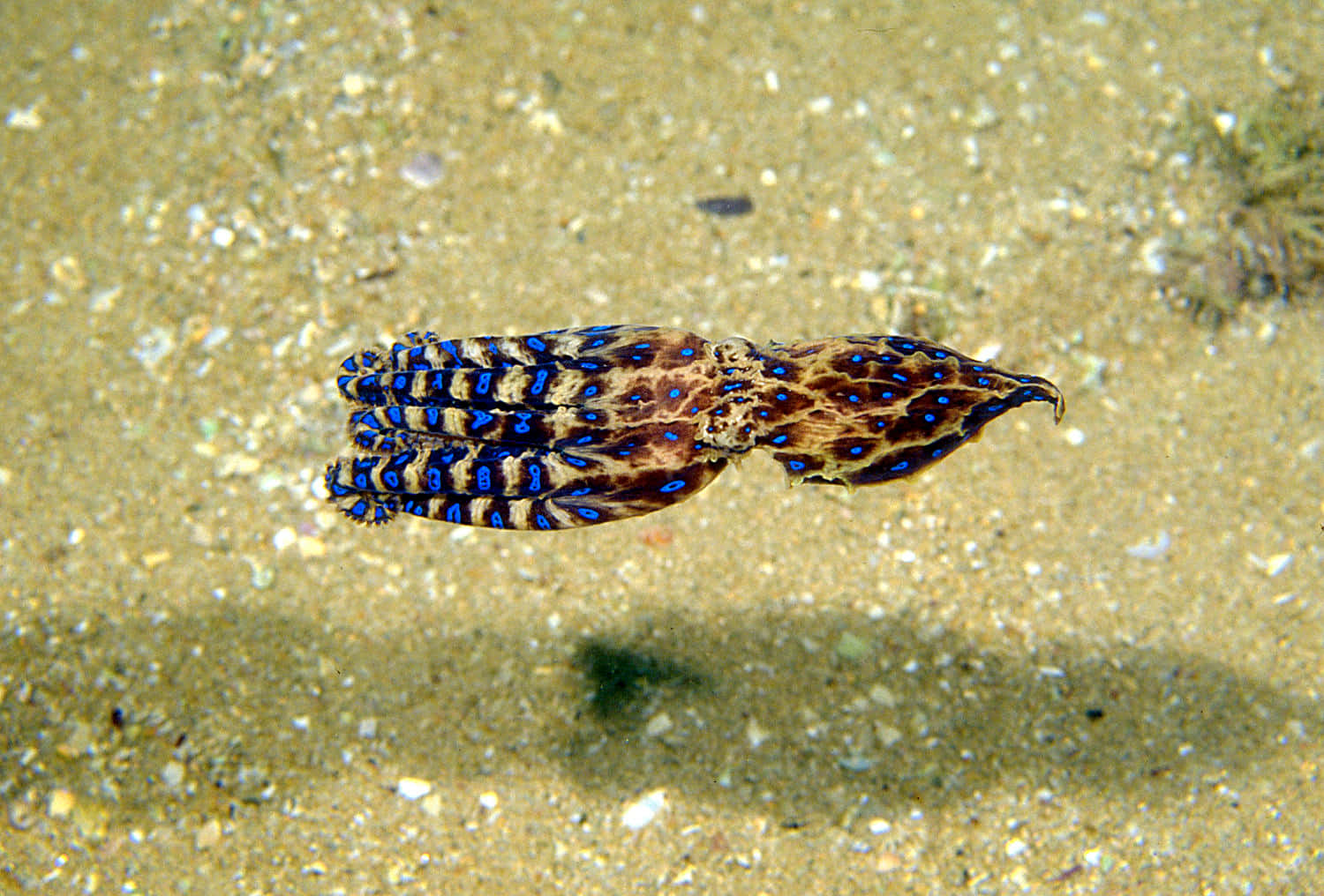 Blue Ringed Octopus Sandy Bottom Wallpaper