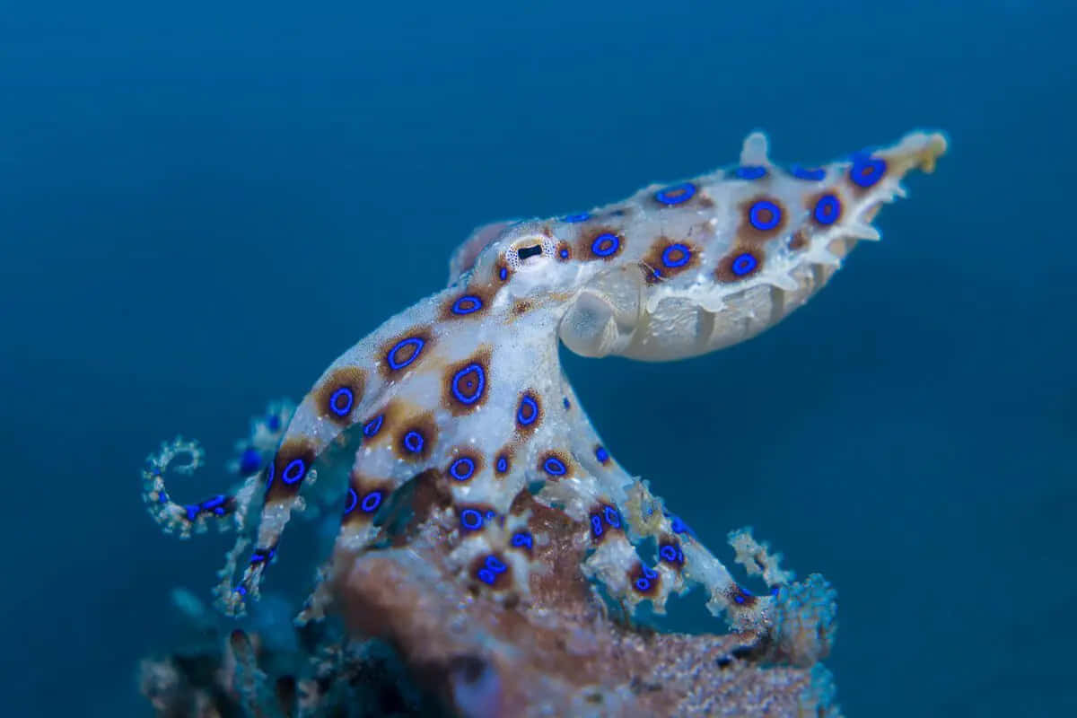 Blue Ringed Octopus Underwater Wallpaper