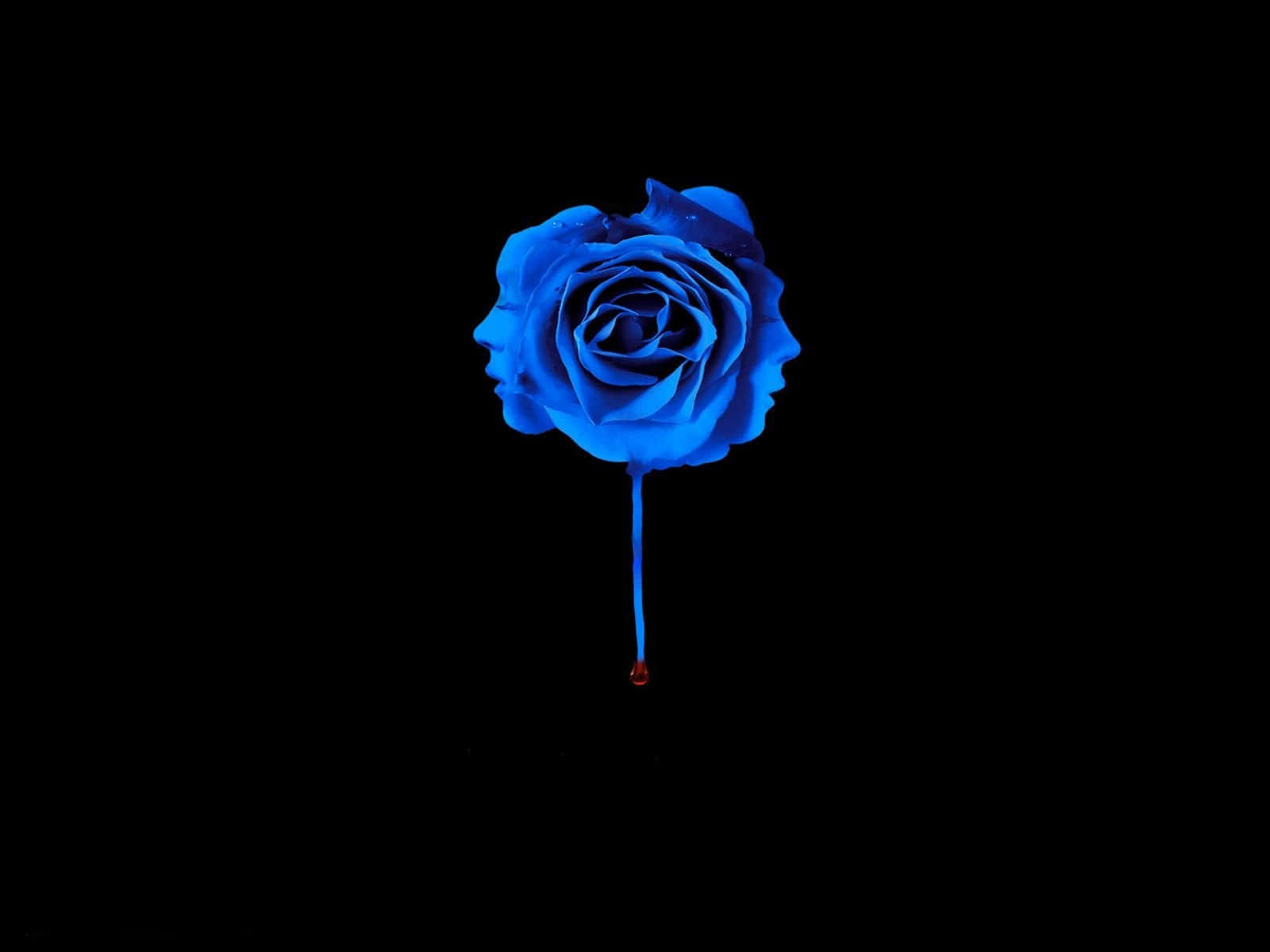 Blue Rose Black Background Wallpaper