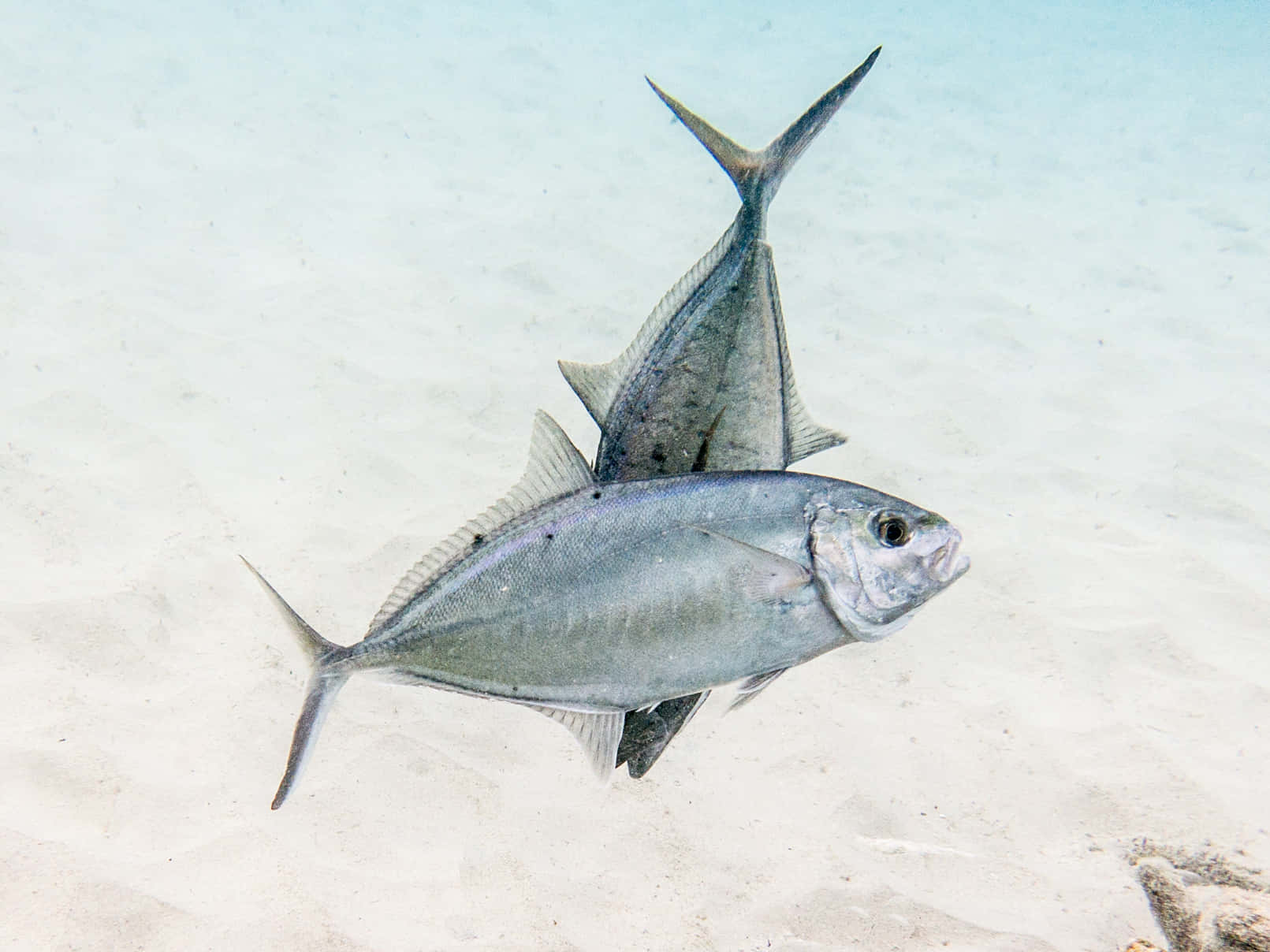 Blue Runner Fish Underwater Wallpaper