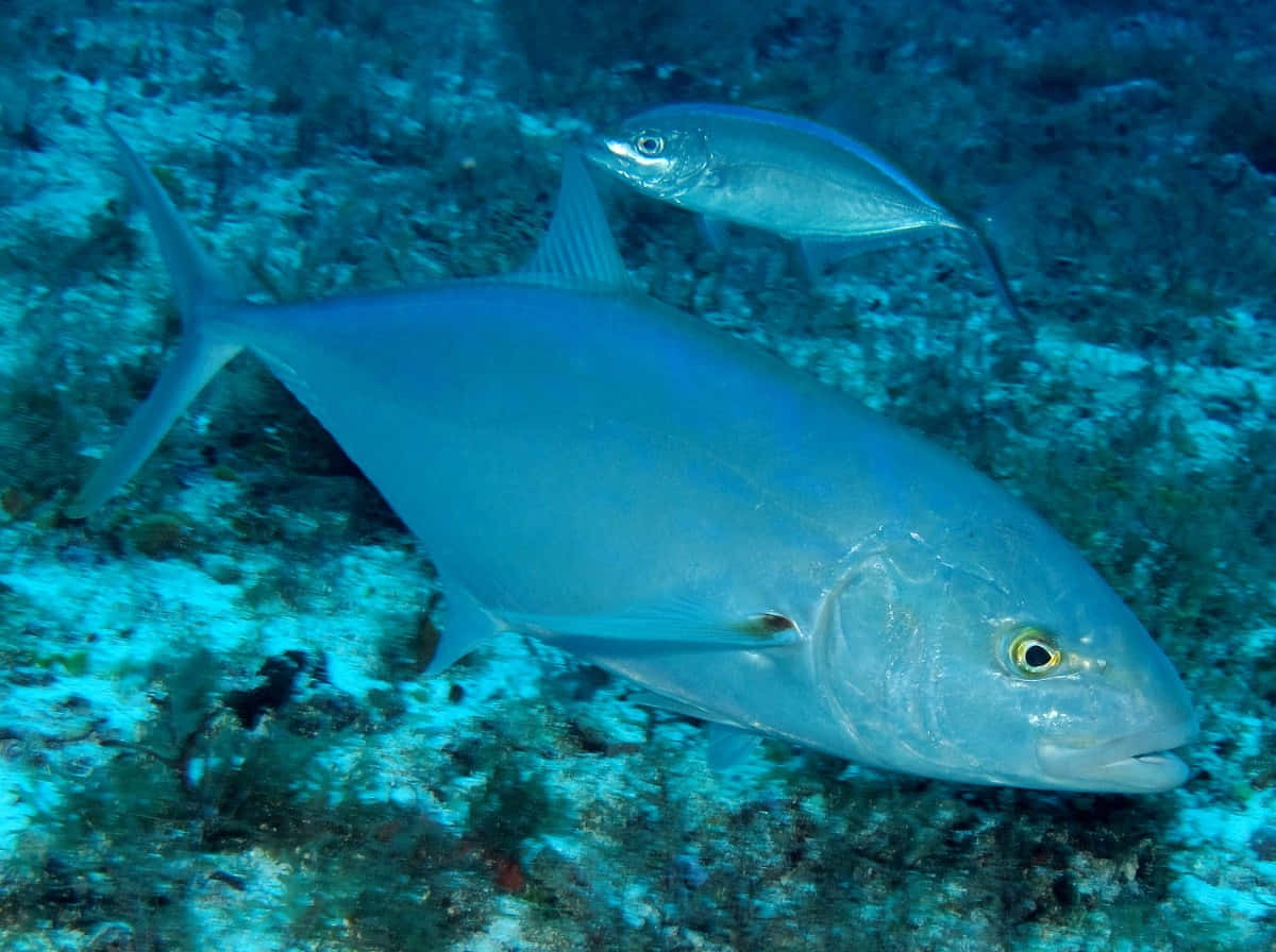 Blue Runner Fish Underwater Wallpaper