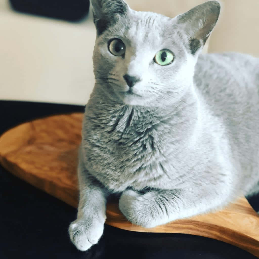 Blue Russian Cat Gracefully Lounging On A Soft Surface Wallpaper