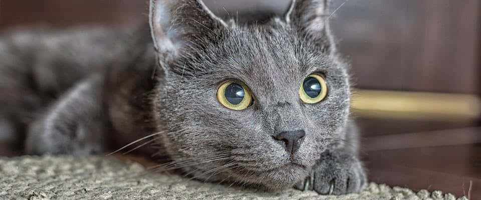 Blue Russian Cat Majestically Perched On A Ledge Wallpaper