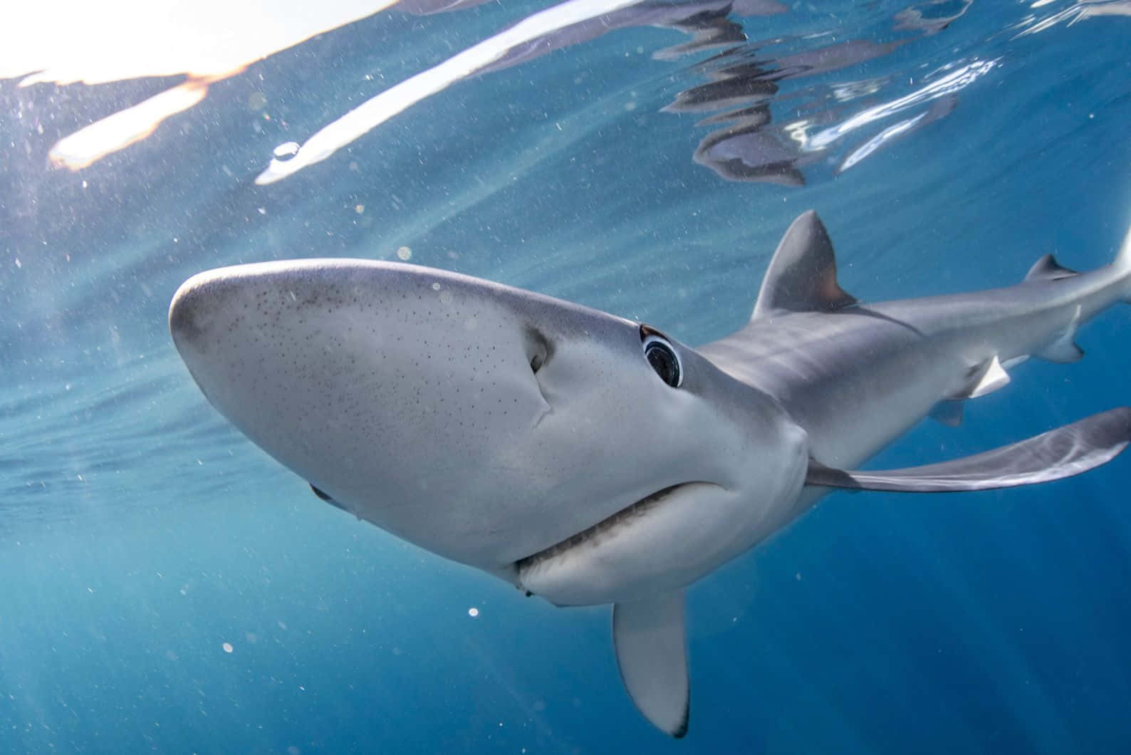 Blue Shark Close Up Underwater Wallpaper