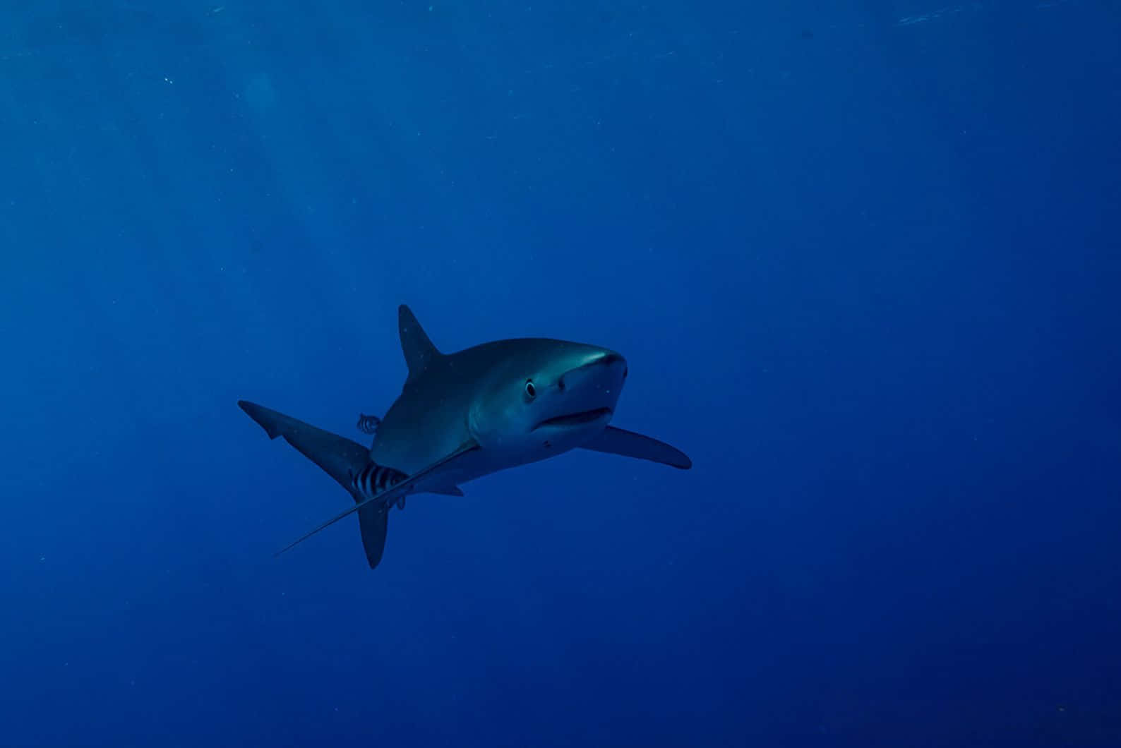 Blue Shark Deep Blue Ocean Wallpaper