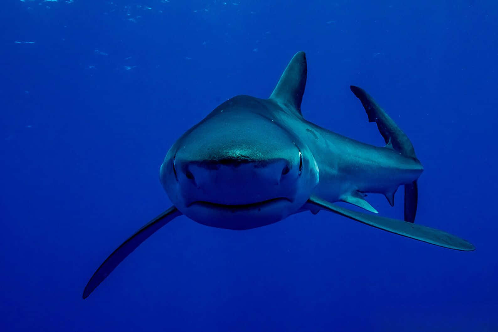 Blue Shark Deep Blue Ocean Wallpaper