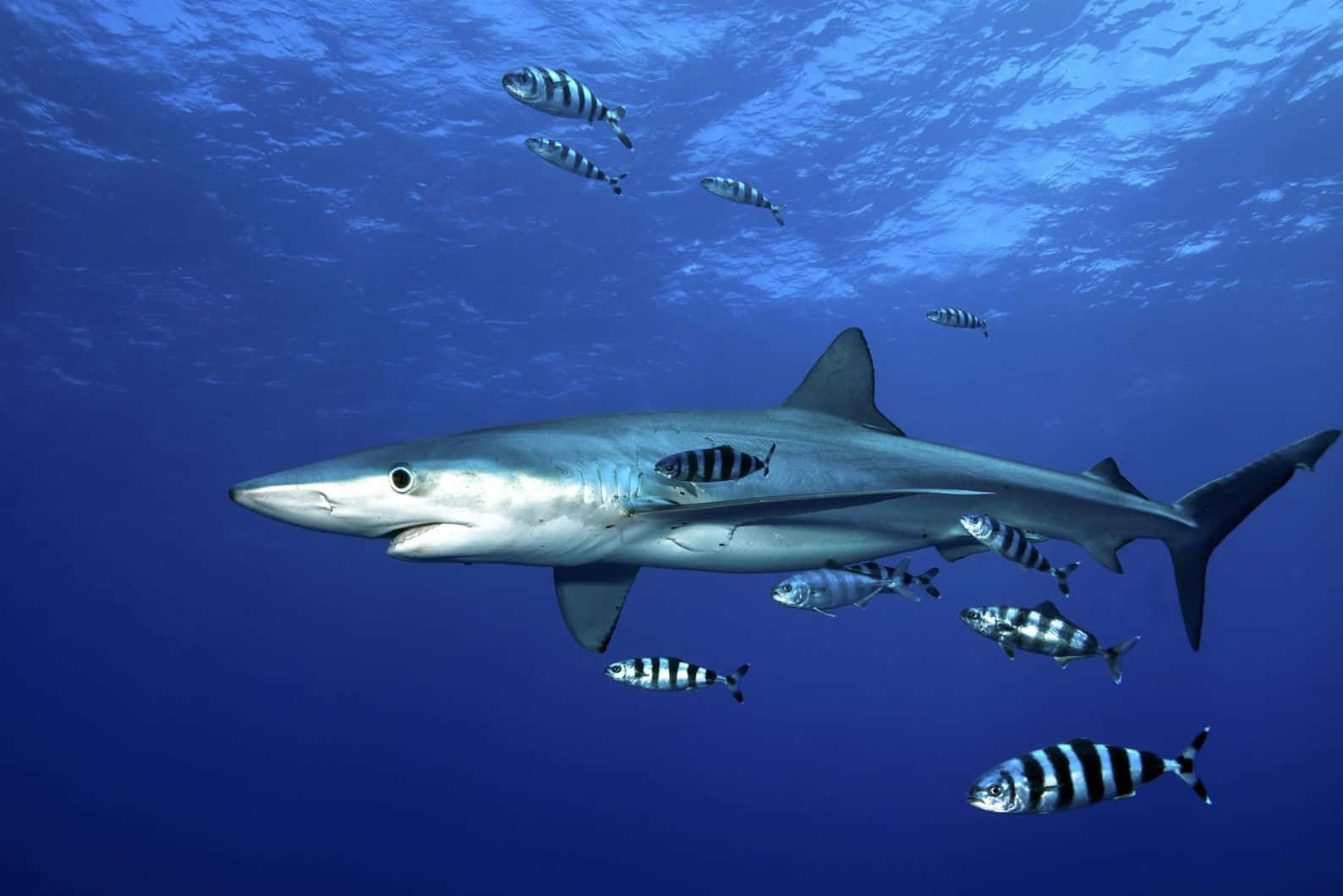 Blue Shark Ocean Depth Wallpaper