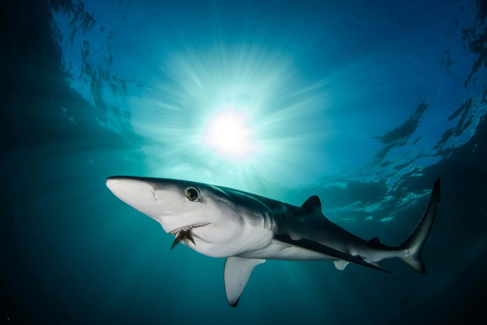 Blue Shark Sunburst Underwater Wallpaper