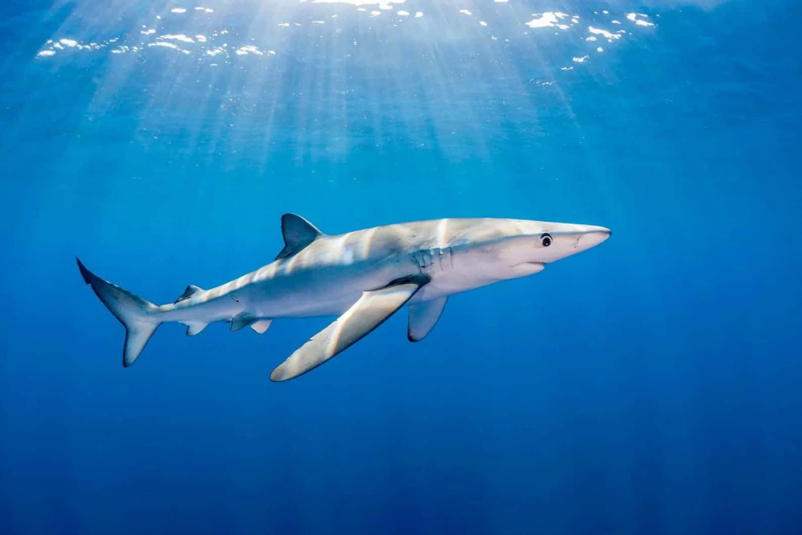 Blue Shark Sunlit Ocean Depth Wallpaper