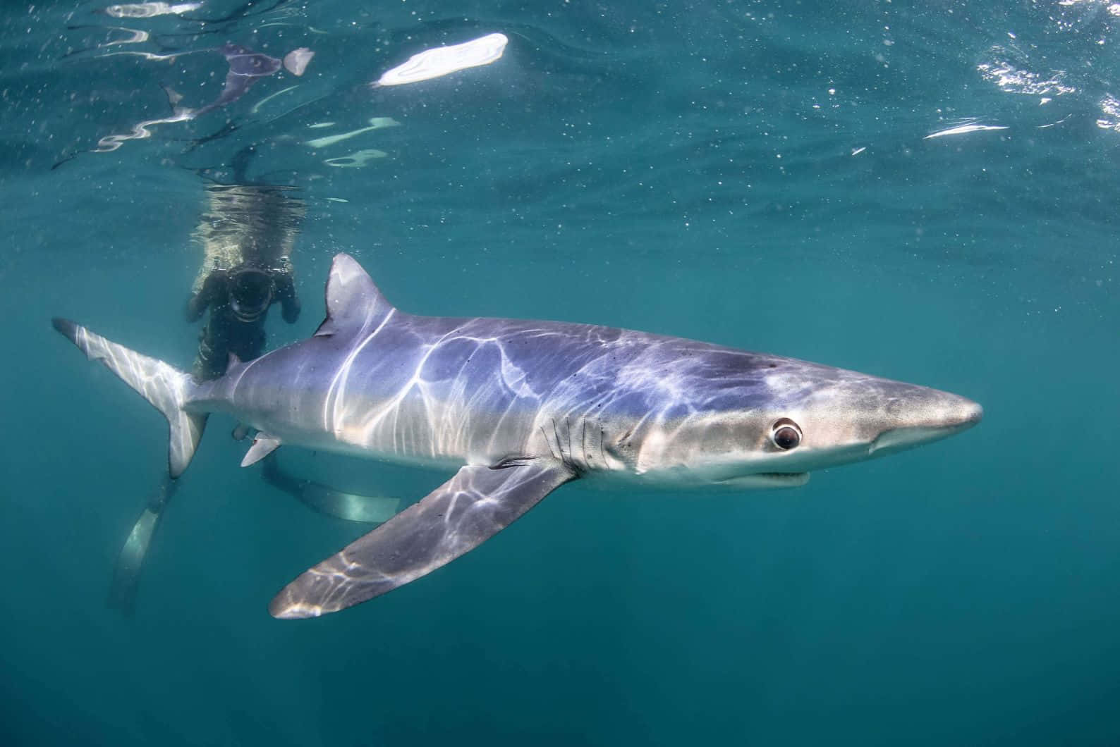 Blue Shark Swimming Near Surface Wallpaper