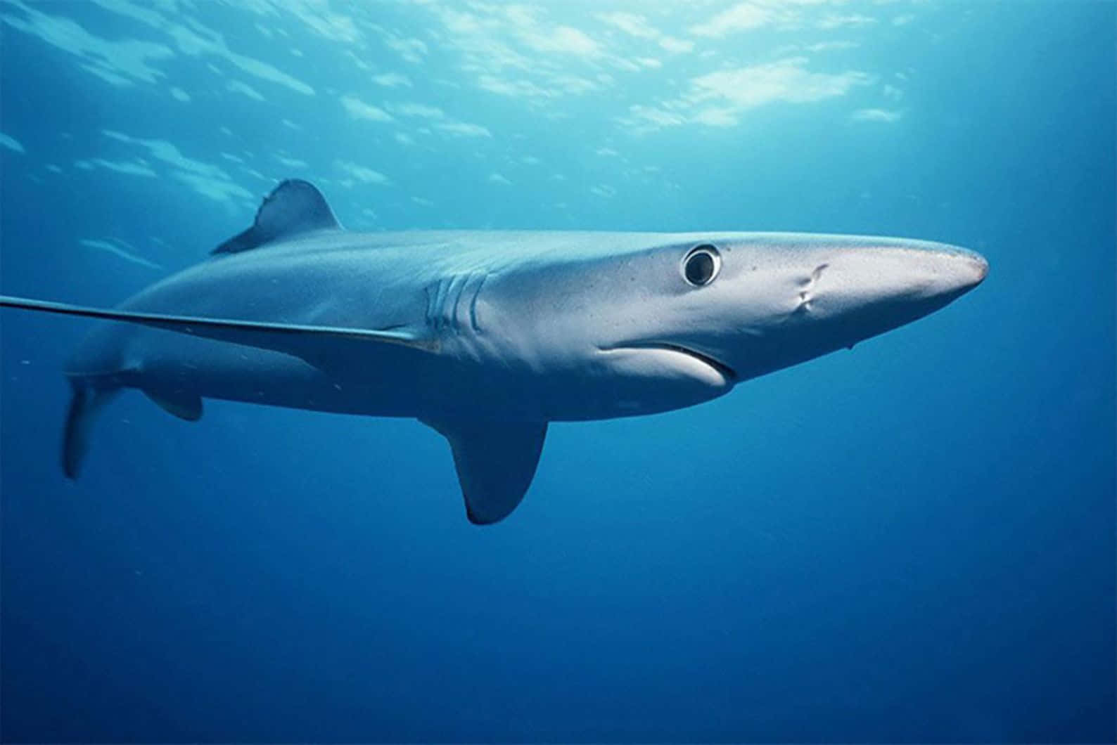 Blue Shark Swimming Underwater.jpg Wallpaper