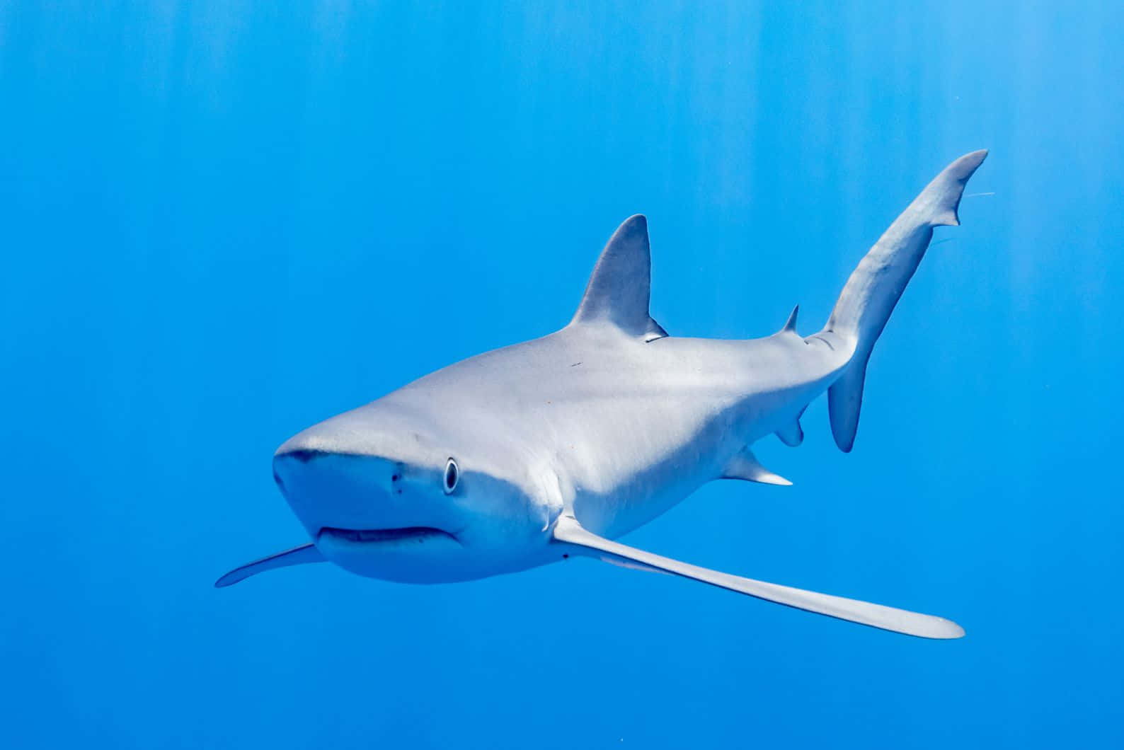 Blue Shark Swimming Underwater.jpg Wallpaper