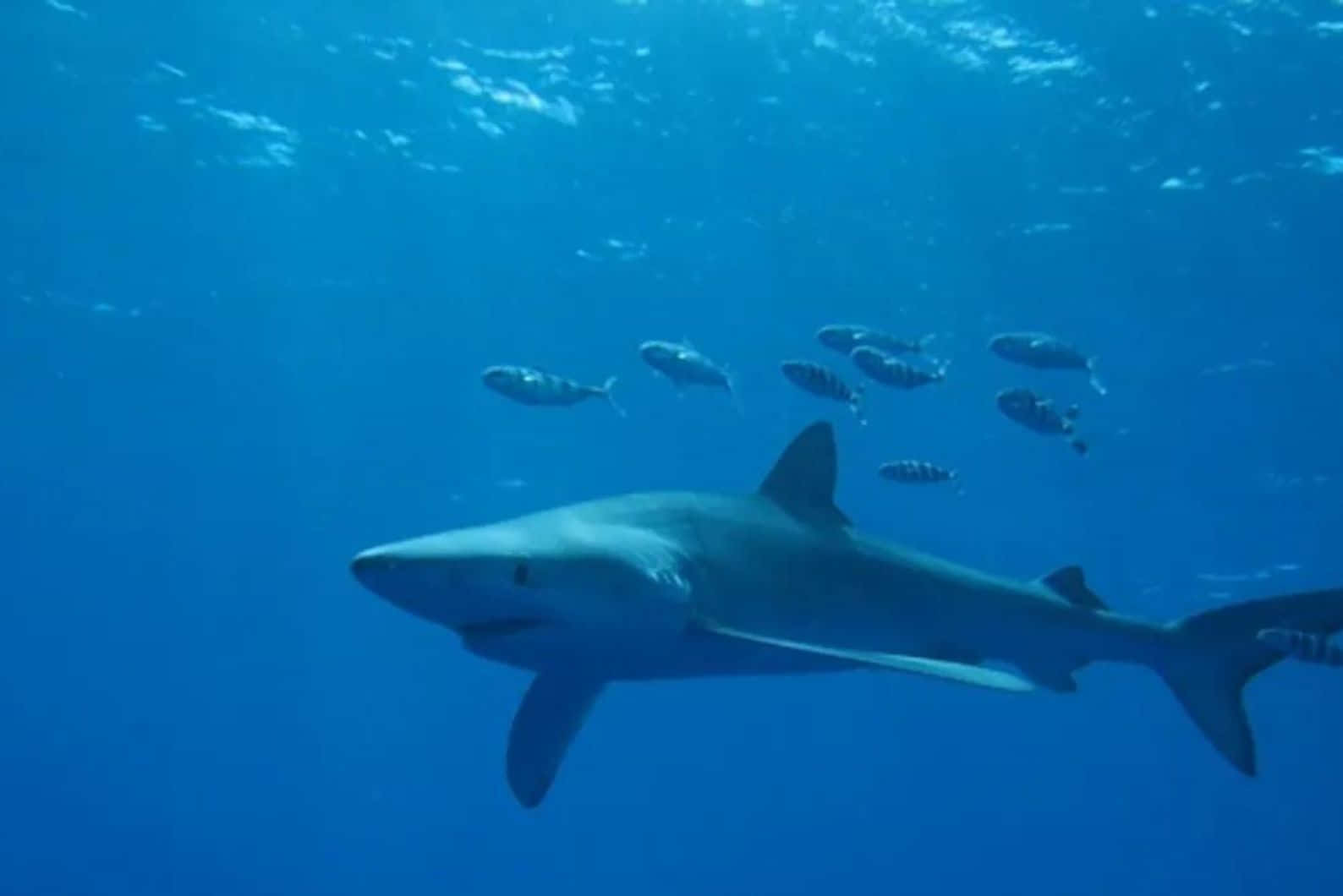 Blue Shark Swimming With Fish Wallpaper