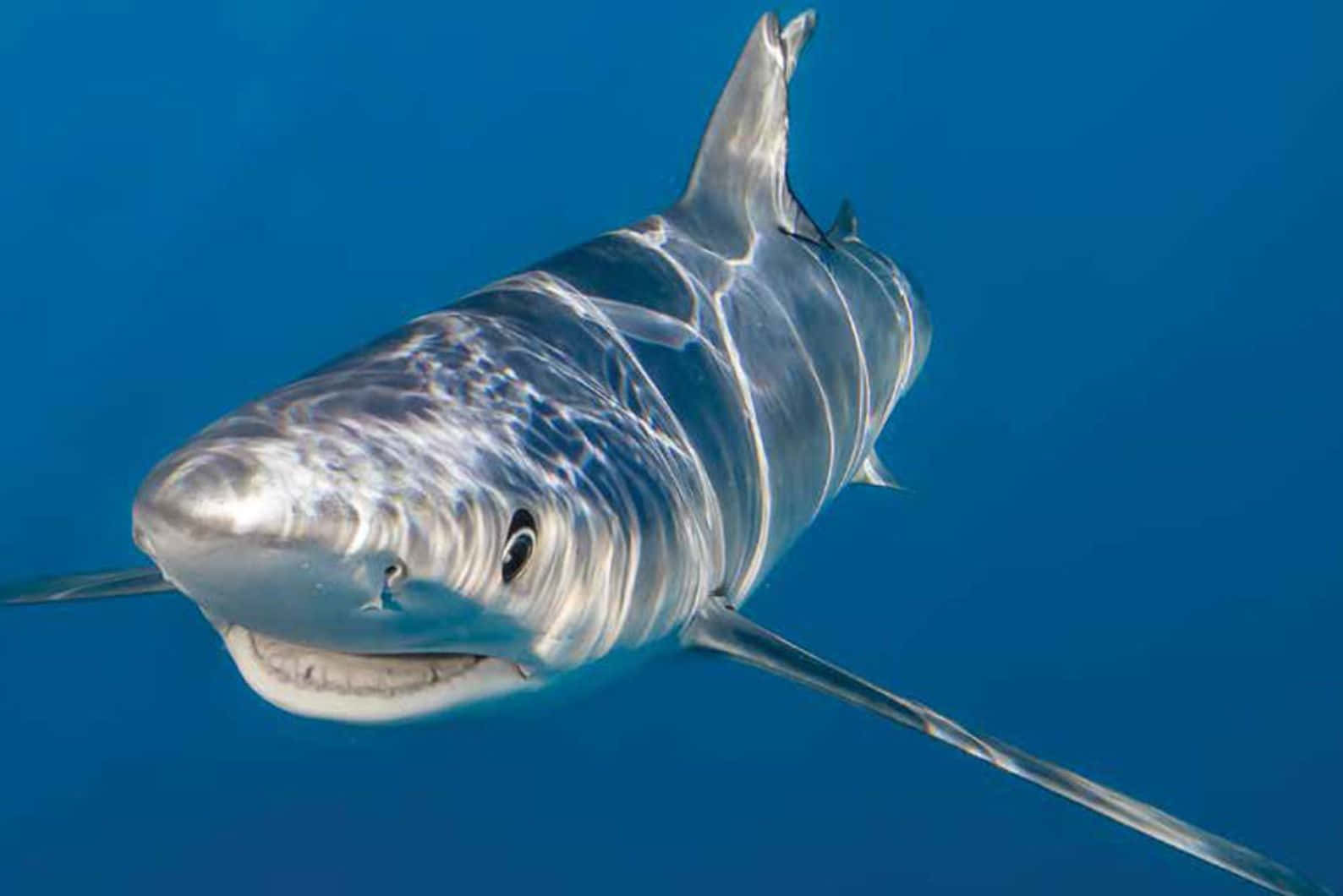 Blue Shark Underwater Portrait Wallpaper