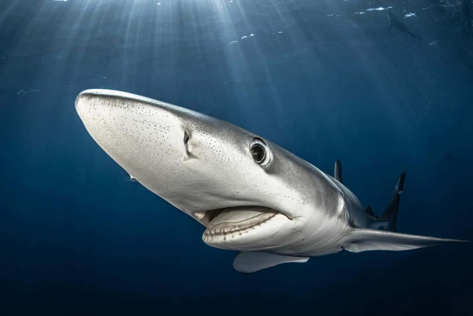 Blue Shark Underwater Portrait Wallpaper