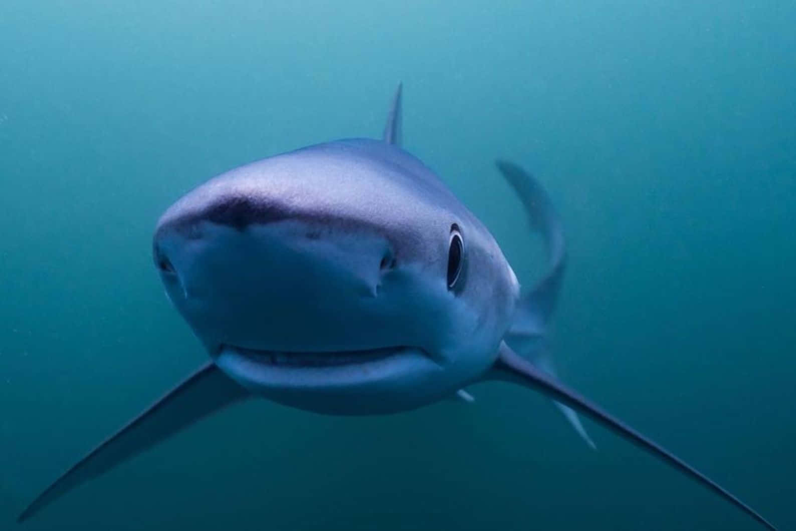 Blue Shark Underwater Portrait Wallpaper