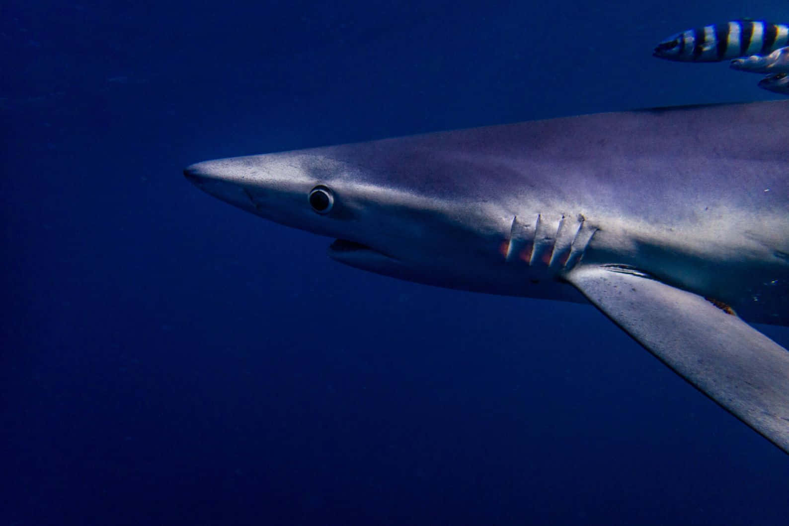 Blue Shark Underwater Portrait Wallpaper