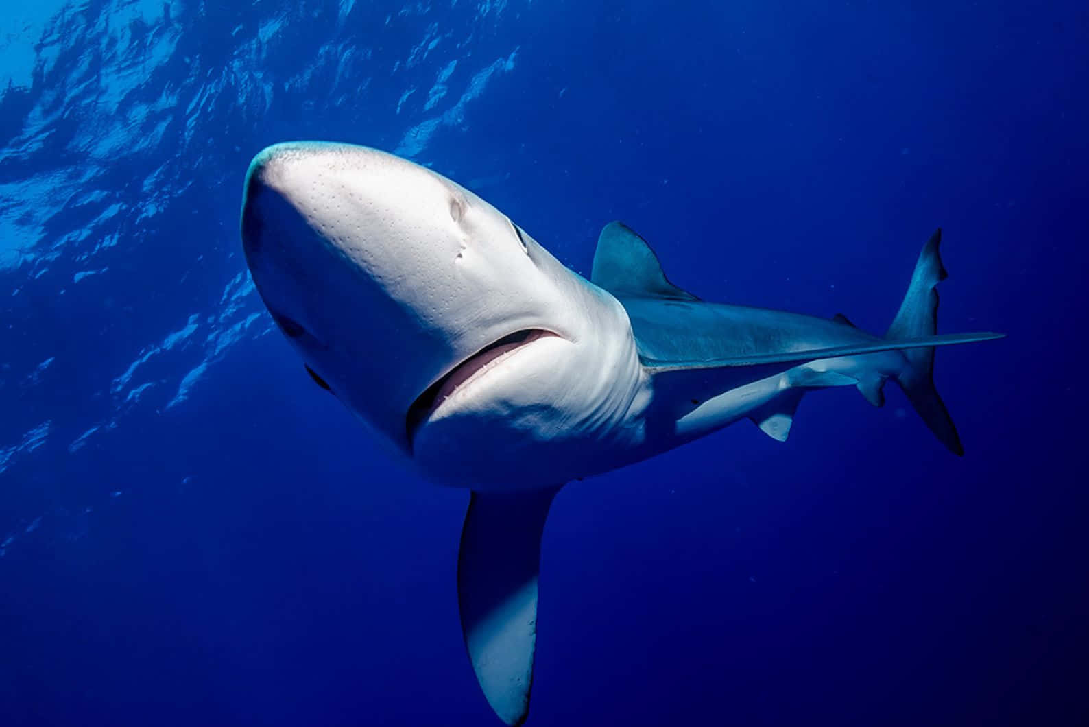 Blue Shark Underwater Swim Wallpaper