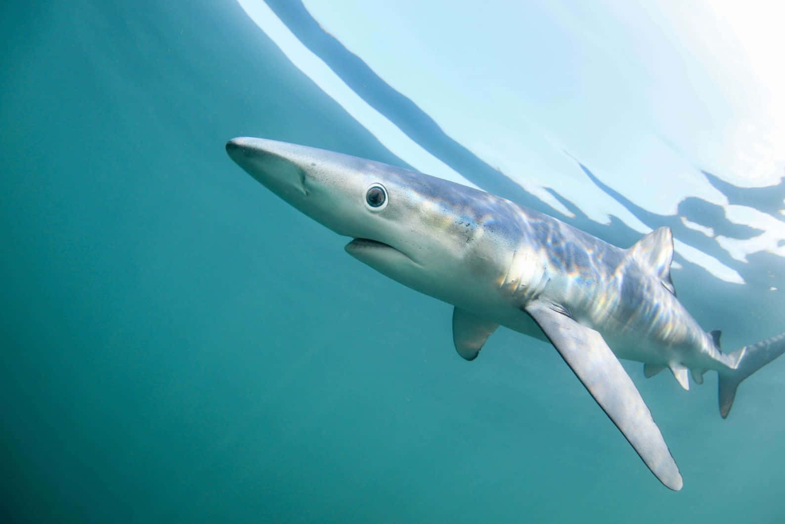 Blue Shark Underwater Swimming Wallpaper