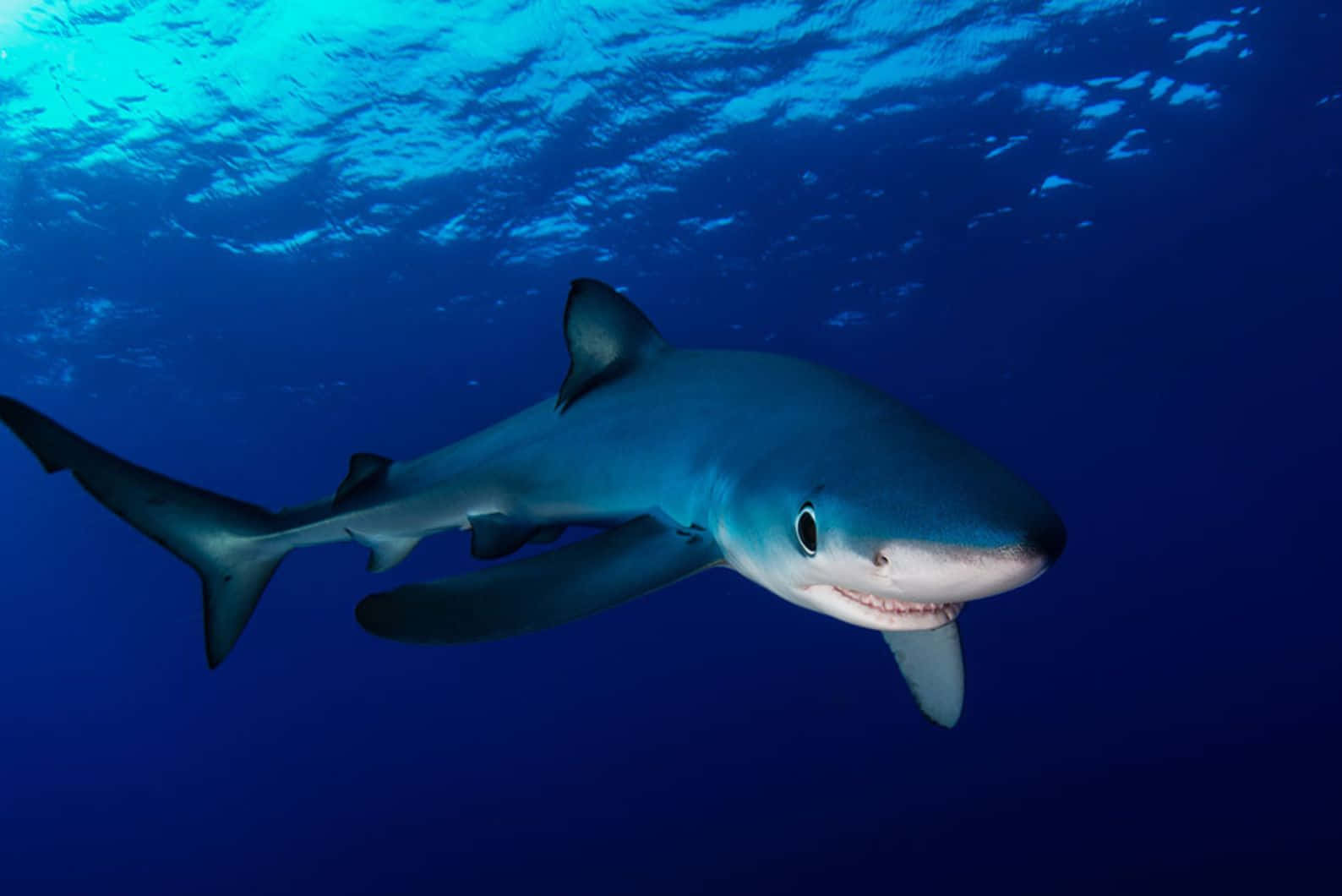 Blue Shark Underwater Swimming Wallpaper