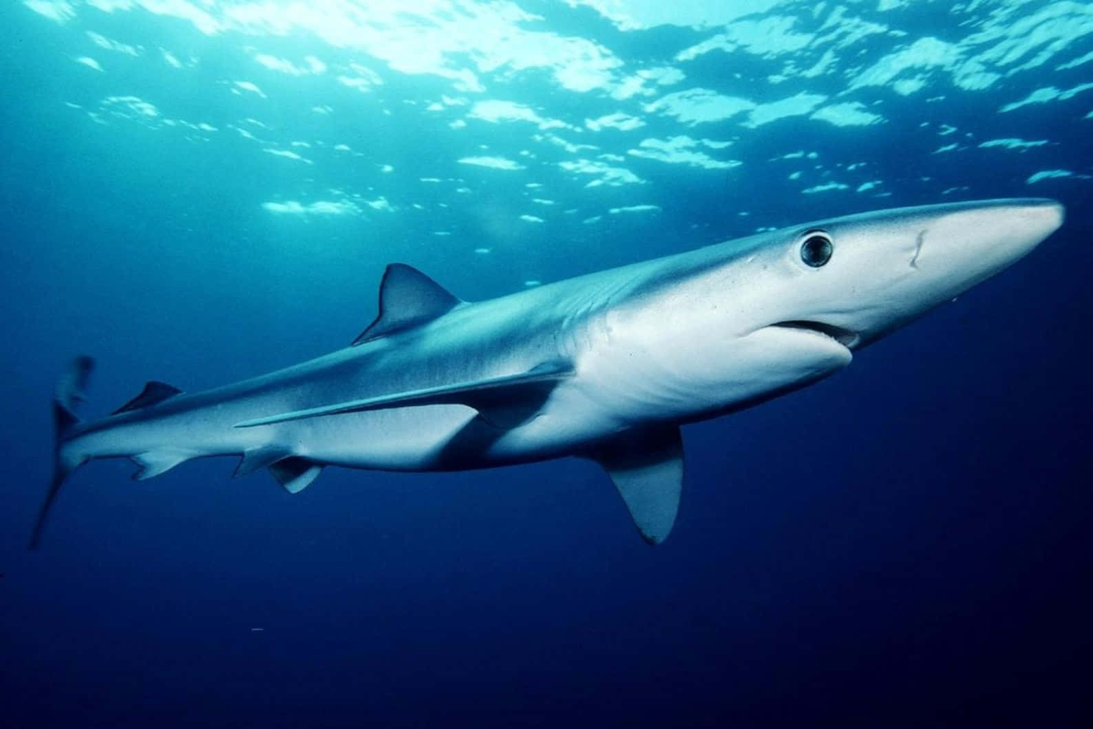 Blue Shark Underwater Swimming Wallpaper