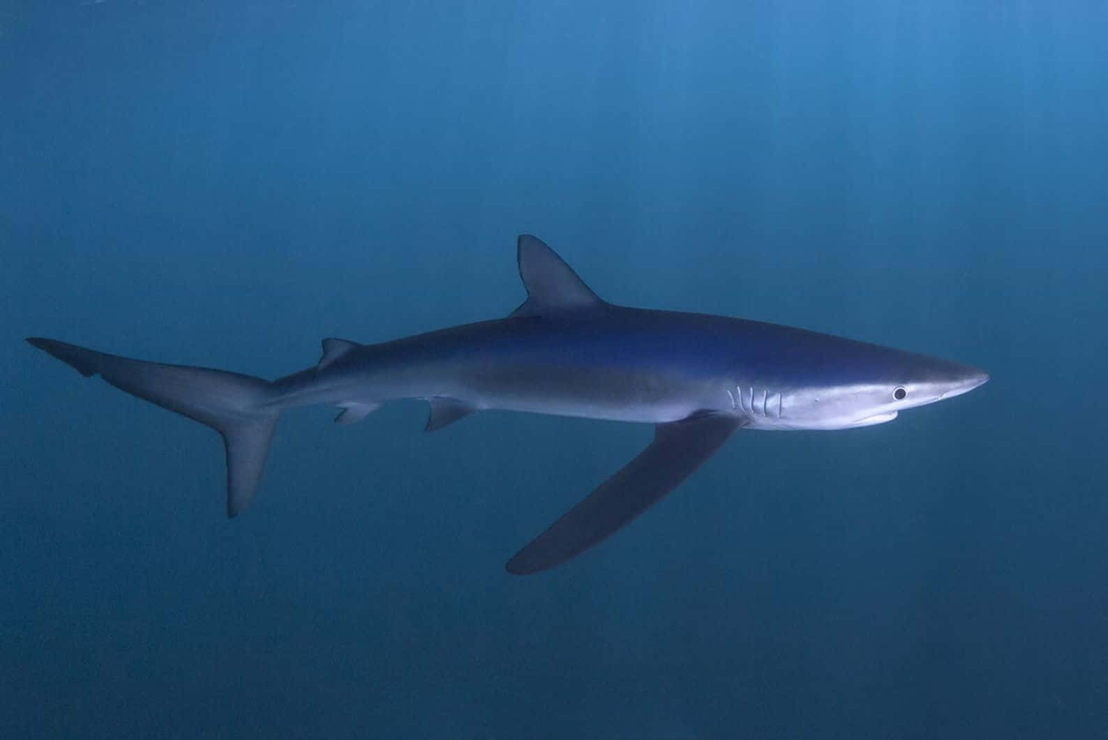 Blue Shark Underwater Swimming Wallpaper