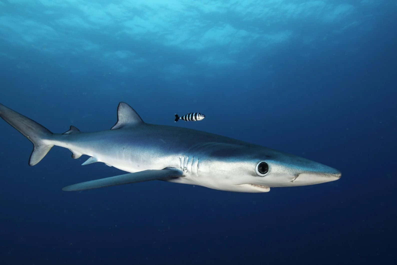 Blue Shark Underwater Swimming Wallpaper