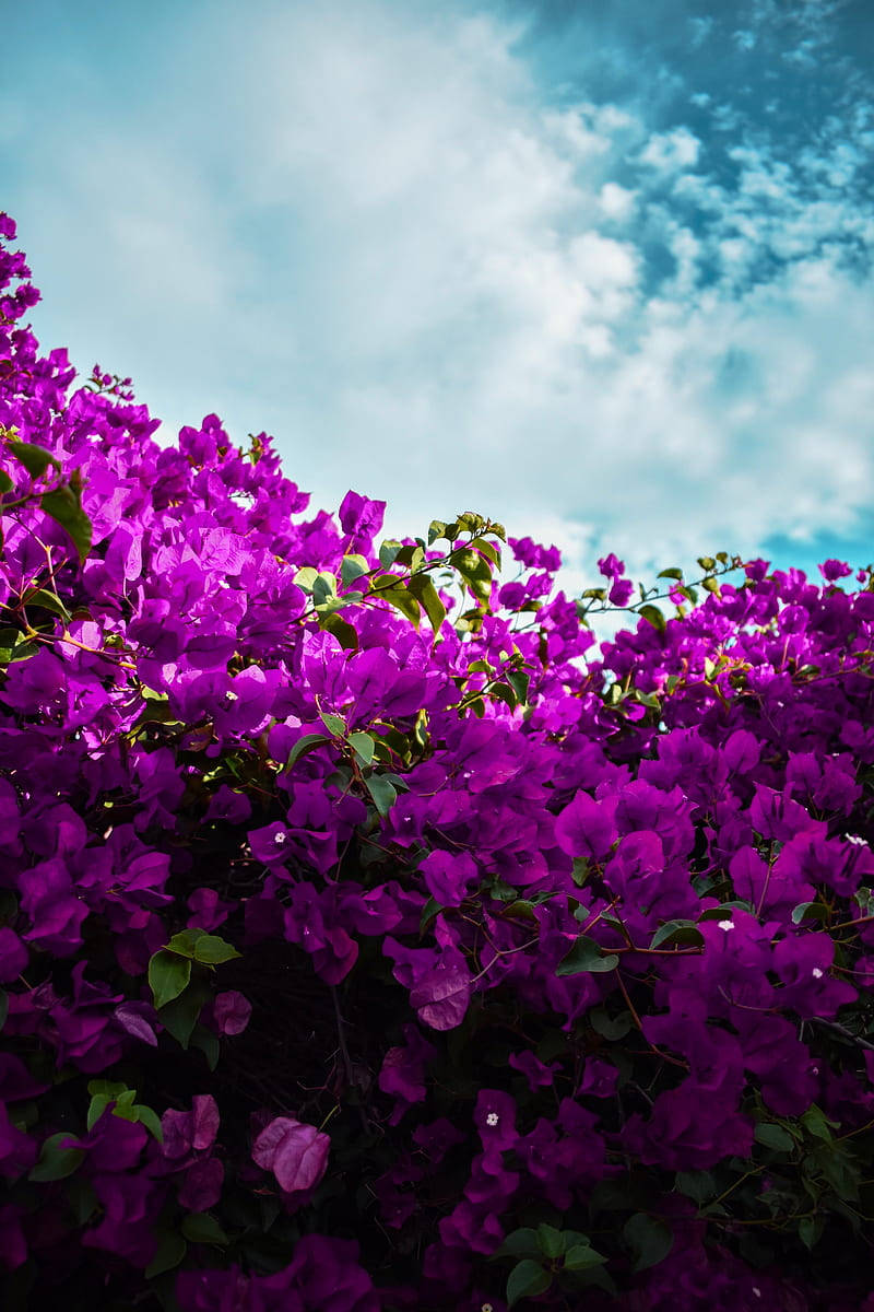 Blue Sky Purple Bougainvillea Wallpaper