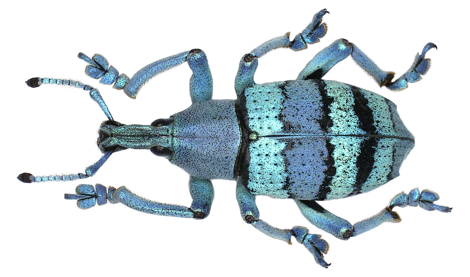 Blue Snout Beetle Top View Wallpaper