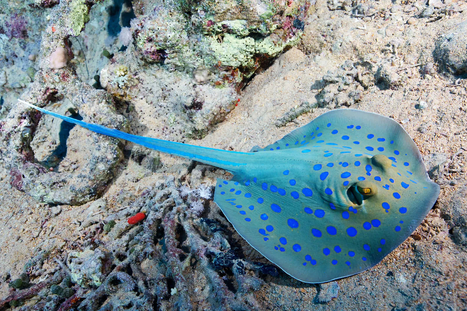 Blue Spotted Stingray Ocean Bed.jpg Wallpaper