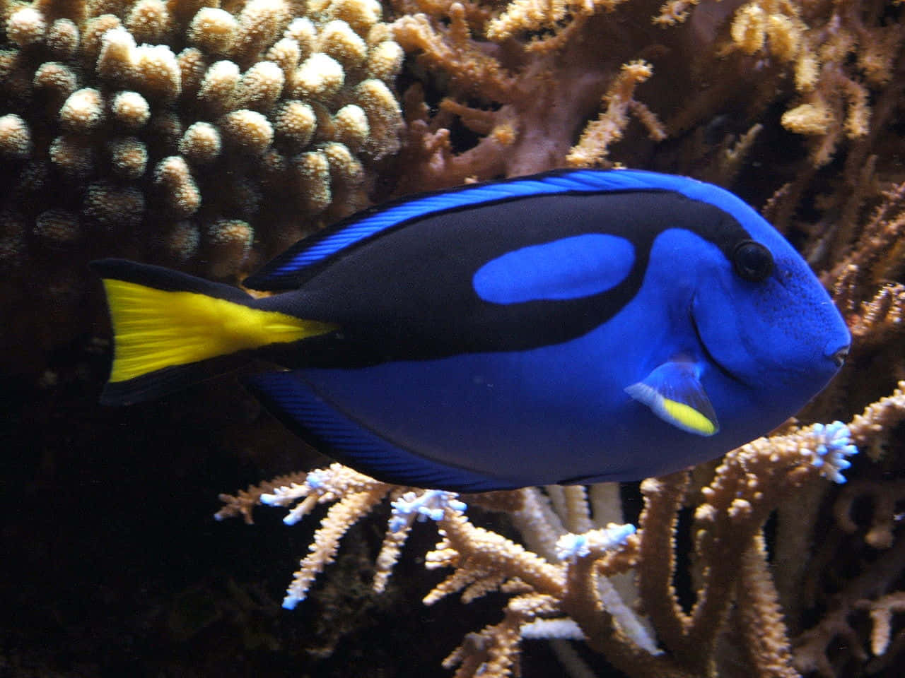 Blue Tang Fish Coral Reef Wallpaper