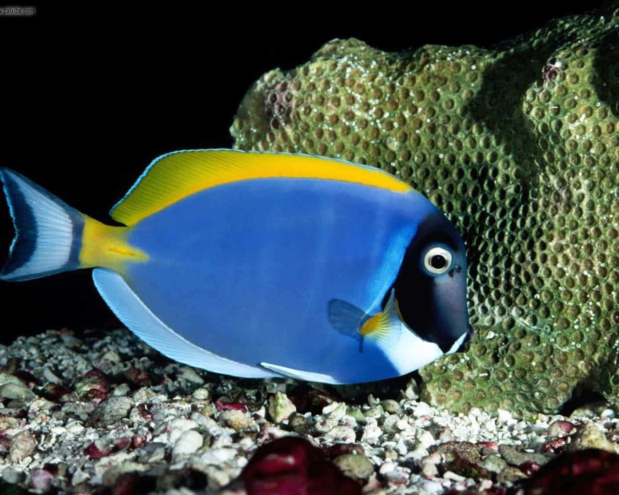 Blue Tang Fish Coral Reef Wallpaper