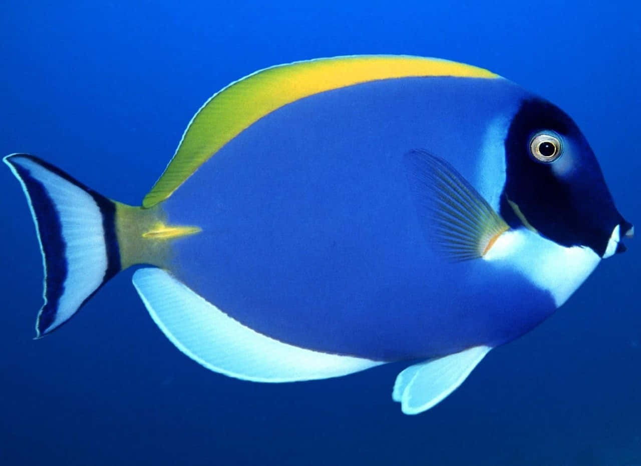 Blue Tang Fish In Deep Blue Ocean Wallpaper