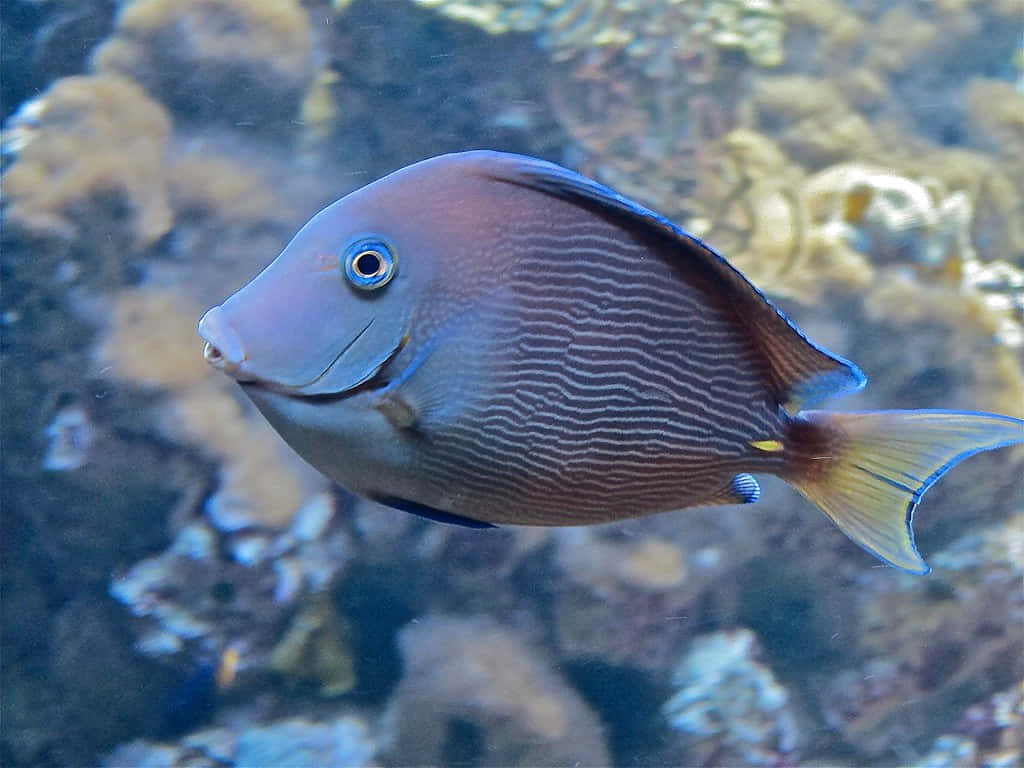 Blue Tang Fish Swimming Aquarium Wallpaper