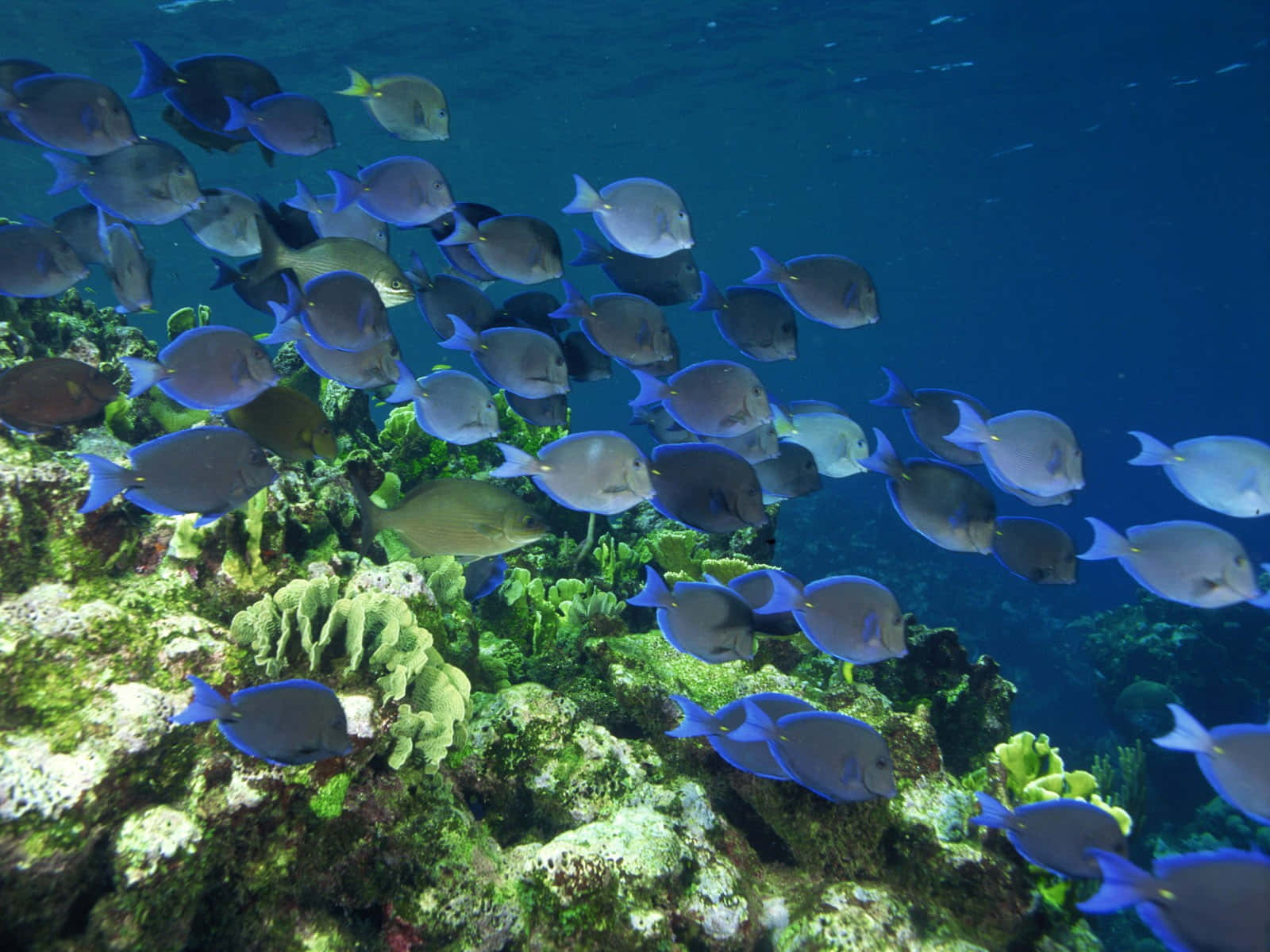 Blue Tang School Underwater Wallpaper