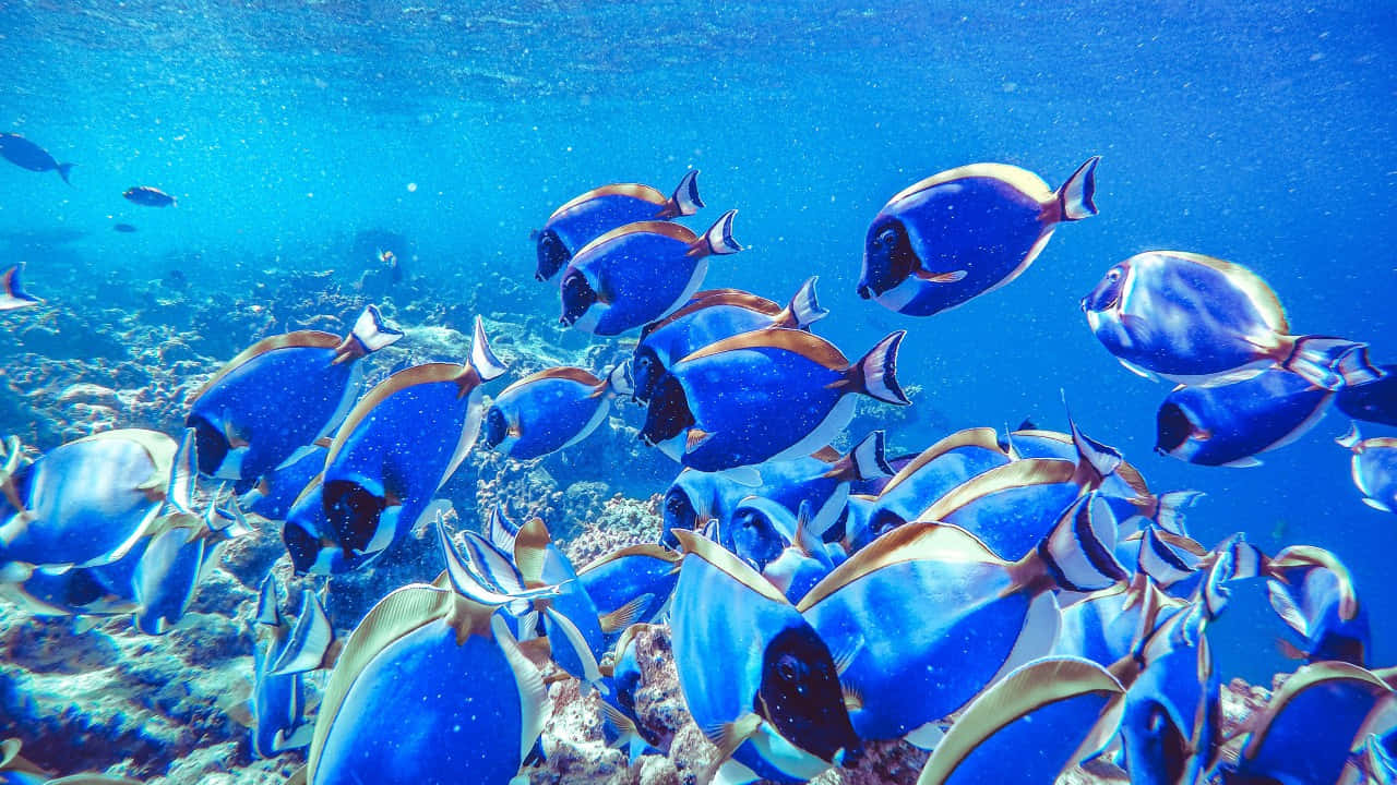 Blue Tang School Underwater Wallpaper