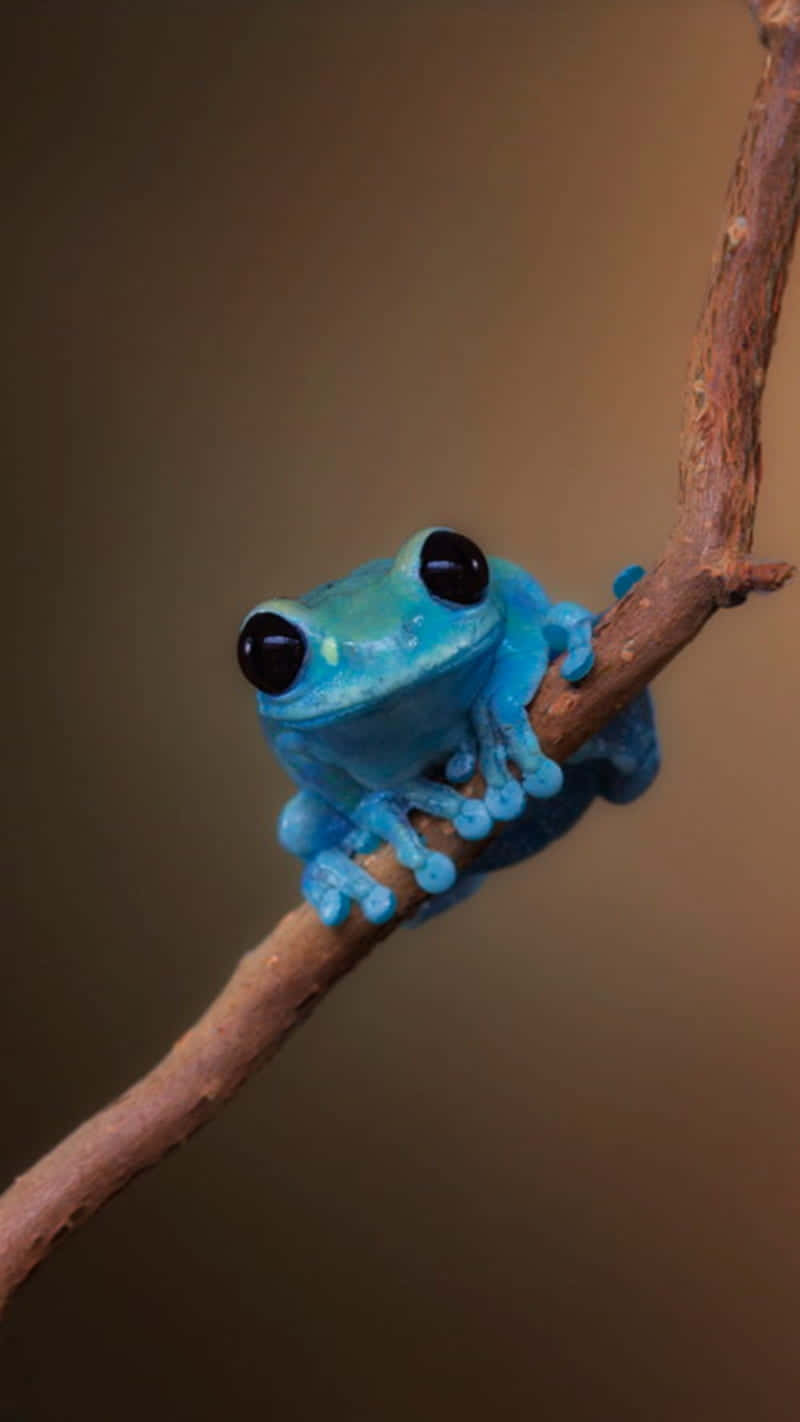 Blue Tree Frog Perchedon Branch.jpg Wallpaper