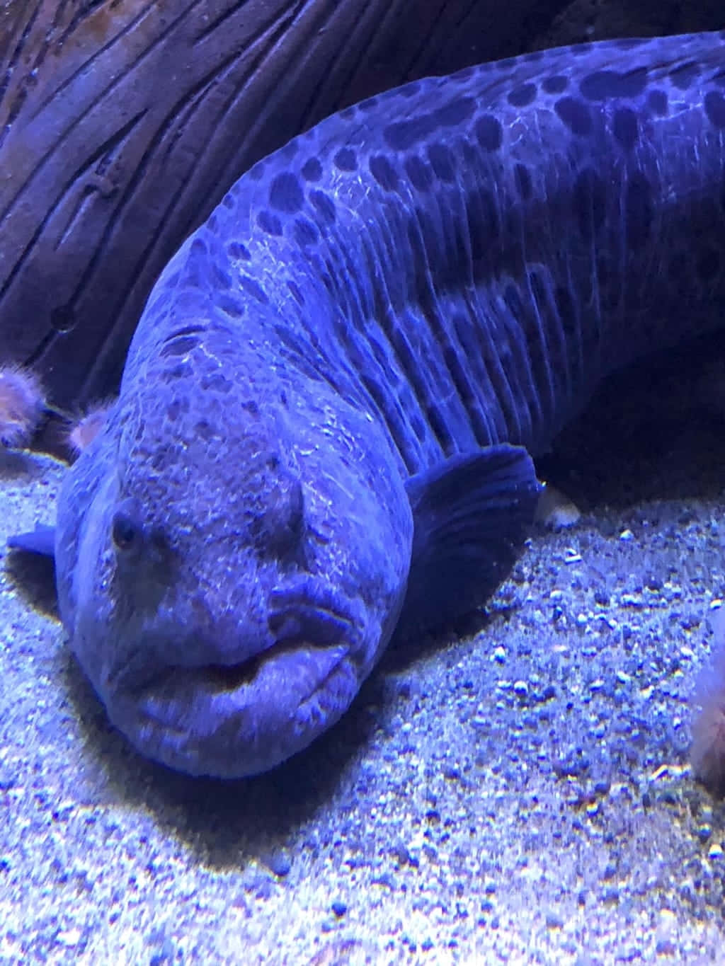 Blue Wolf Eel Aquarium Portrait Wallpaper