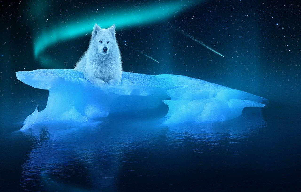 Blue Wolf On Iceberg Wallpaper